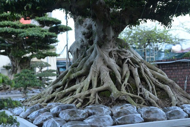 Chiêm ngưỡng bộ ba sanh cổ hiếm có ở Ninh Bình , giá trị vượt xa triệu đô - Ảnh 5. Chiêm ngưỡng bộ ba sanh cổ hiếm có ở Ninh Bình , giá trị vượt xa triệu đô - Ảnh 5.