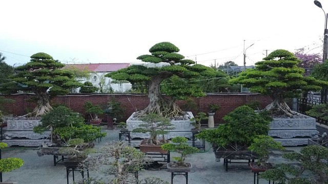 Chiêm ngưỡng bộ ba sanh cổ hiếm có ở Ninh Bình , giá trị vượt xa triệu đô - Ảnh 1. Chiêm ngưỡng bộ ba sanh cổ hiếm có ở Ninh Bình , giá trị vượt xa triệu đô - Ảnh 1.