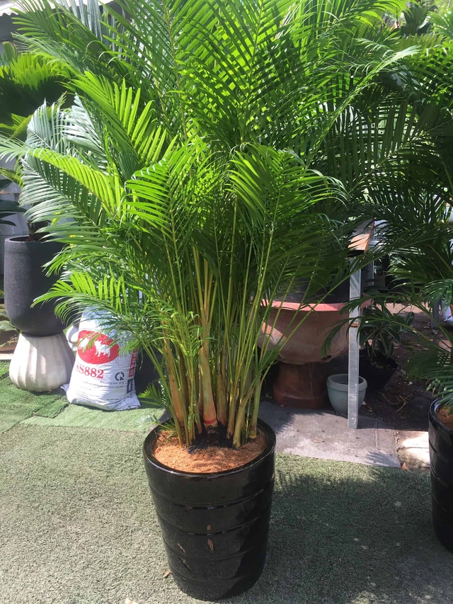 Xanh tốt quanh năm, loại cây phong thủy mang tới sự sang trọng, hút tài lộc cho gia chủ được giới nhà giàu thích trồng trước cửa nhà - Ảnh 2. Xanh tốt quanh năm, loại cây phong thủy mang tới sự sang trọng, hút tài lộc cho gia chủ được giới nhà giàu thích trồng trước cửa nhà - Ảnh 2.