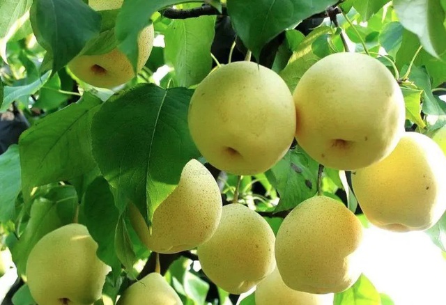 5 loại quả giúp giảm tác hại của hạt vi nhựa hiệu quả, người Việt nên ăn thường xuyên hơn - Ảnh 6.