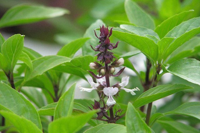 Để có một nồi lẩu gà lá giang tròn vị và giàu giá trị dinh dưỡng, hãy ăn cùng loại rau sau - Ảnh 3.