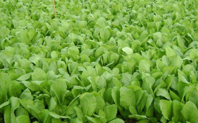 Người bị bệnh này không nên ăn cải xanh - Ảnh 1.