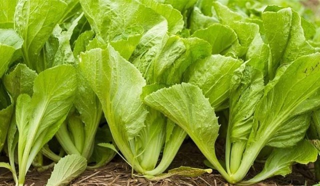 Bí quyết chọn rau ăn lẩu mắm chuẩn vị miền Tây, giúp cân bằng dinh dưỡng - Ảnh 3.