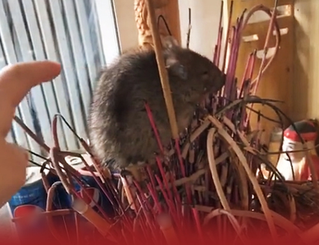 Cách xử lý ban thờ Thần tài bị chuột phá - Ảnh 1. Cách xử lý ban thờ Thần tài bị chuột phá - Ảnh 1.