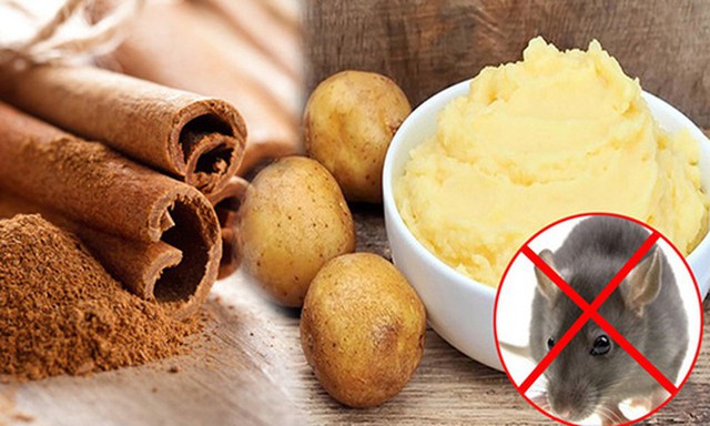 Cách xử lý ban thờ Thần tài bị chuột phá - Ảnh 2. Cách xử lý ban thờ Thần tài bị chuột phá - Ảnh 2.