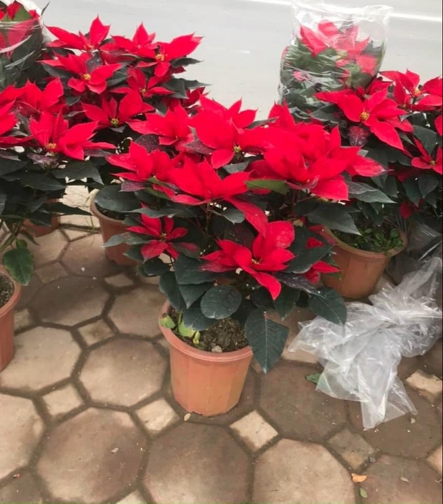 Trồng cây trạng nguyên phong thủy cho Tết thêm may mắn và rực rỡ - Ảnh 3.