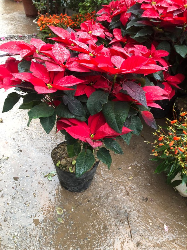 Trồng cây trạng nguyên phong thủy cho Tết thêm may mắn và rực rỡ - Ảnh 2.