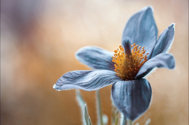 4 ngày sinh Âm lịch đào hoa bậc nhất - Ảnh 1.