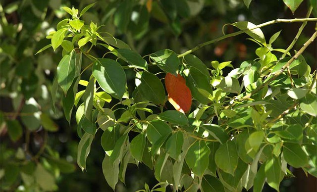 Các lọai cây trồng đuổi chuột hiệu quả cho không gian sống thêm an toàn - Ảnh 4.