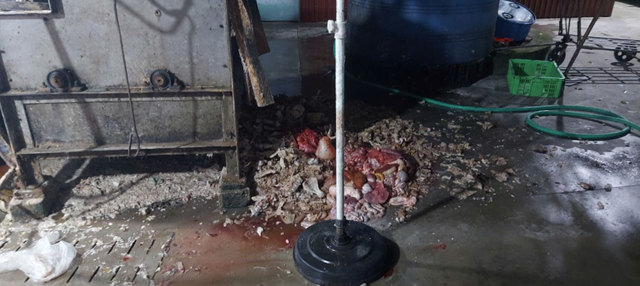 Tuồn lợn bệnh ra thị trường chủ cơ sở chăn nuôi ở Hưng Yên bị khởi tố - Ảnh 2.