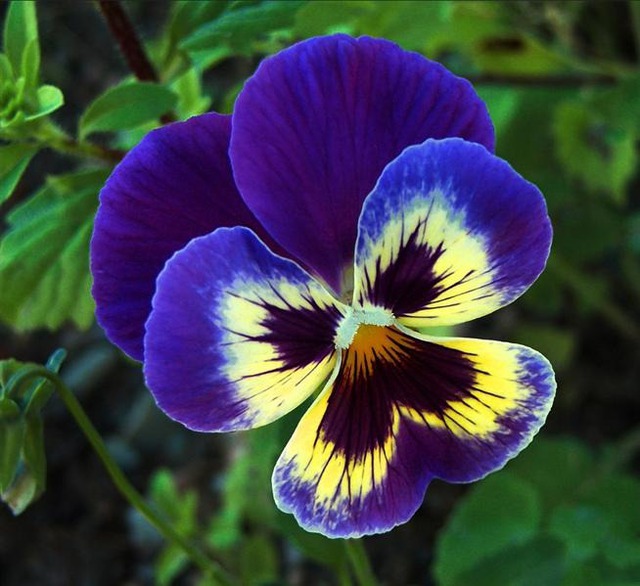 Hoa phong thủy của 12 cung hoàng đạo: Bí mật giúp cuộc sống may mắn, thịnh vượng - Ảnh 10. Hoa phong thủy của 12 cung hoàng đạo: Bí mật giúp cuộc sống may mắn, thịnh vượng - Ảnh 10.