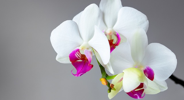 Hoa phong thủy của 12 cung hoàng đạo: Bí mật giúp cuộc sống may mắn, thịnh vượng - Ảnh 11. Hoa phong thủy của 12 cung hoàng đạo: Bí mật giúp cuộc sống may mắn, thịnh vượng - Ảnh 11.