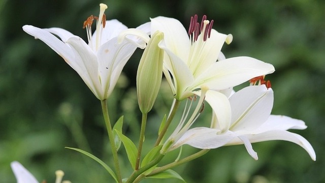 Hoa phong thủy của 12 cung hoàng đạo: Bí mật giúp cuộc sống may mắn, thịnh vượng - Ảnh 2. Hoa phong thủy của 12 cung hoàng đạo: Bí mật giúp cuộc sống may mắn, thịnh vượng - Ảnh 2.