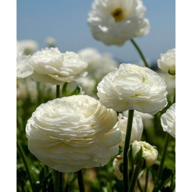 Hoa phong thủy của 12 cung hoàng đạo: Bí mật giúp cuộc sống may mắn, thịnh vượng - Ảnh 6. Hoa phong thủy của 12 cung hoàng đạo: Bí mật giúp cuộc sống may mắn, thịnh vượng - Ảnh 6.