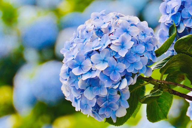 Hoa phong thủy của 12 cung hoàng đạo: Bí mật giúp cuộc sống may mắn, thịnh vượng - Ảnh 7. Hoa phong thủy của 12 cung hoàng đạo: Bí mật giúp cuộc sống may mắn, thịnh vượng - Ảnh 7.