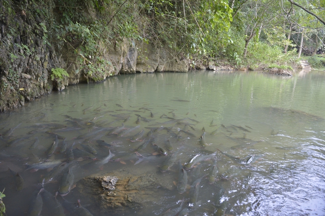 Khám phá bí ẩn hang cá thần Văn Nho và hiện tượng cá thay đổi màu da theo thời tiết - Ảnh 2.