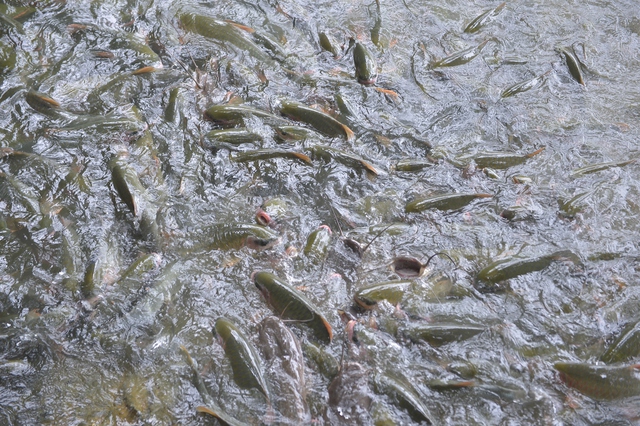 Khám phá bí ẩn hang cá thần Văn Nho và hiện tượng cá thay đổi màu da theo thời tiết - Ảnh 5.