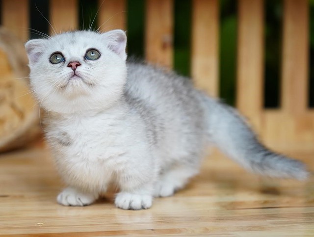 Mèo Anh lông ngắn – 'bé bánh bao' đang chiếm trái tim người trẻ Sài Gòn - Ảnh 3.