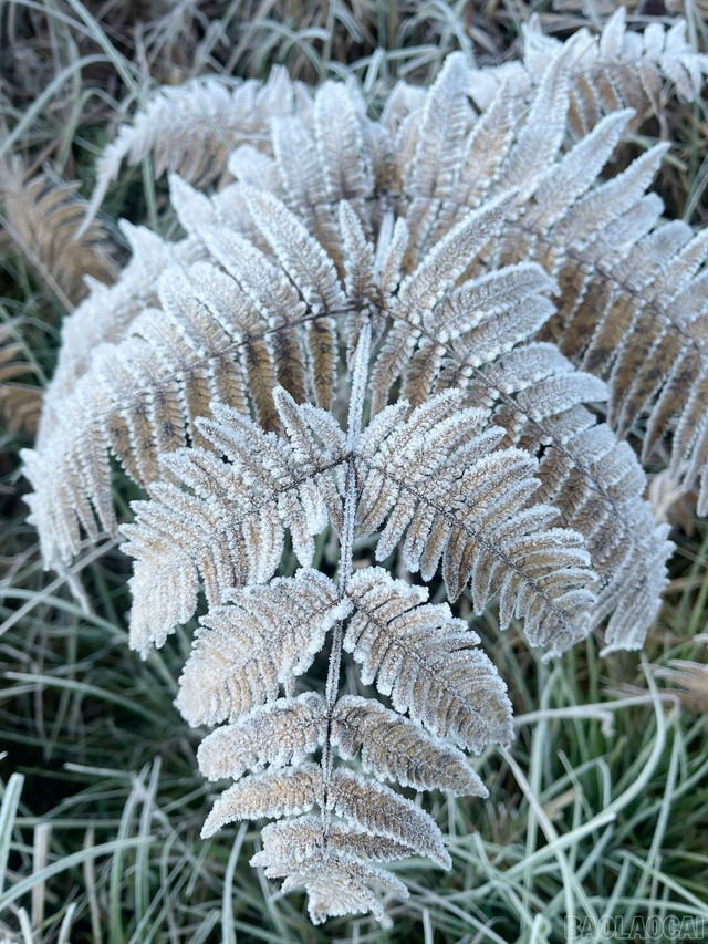 Đạt ngưỡng đỉnh điểm của nhiệt độ thấp nhất, băng giá phủ trắng cây vùng núi cao Y Tý - Ảnh 5.