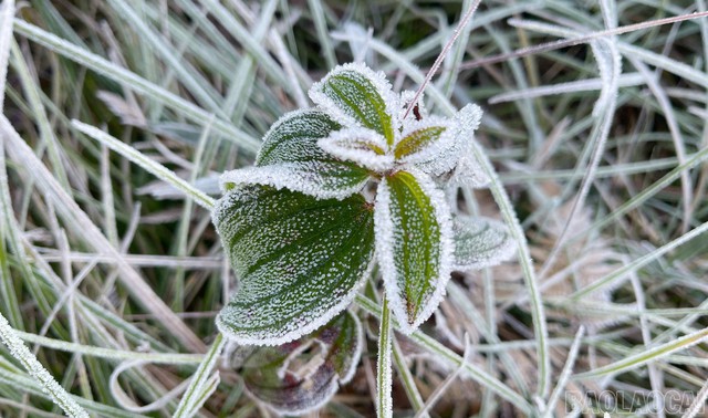Đạt ngưỡng đỉnh điểm của nhiệt độ thấp nhất, băng giá phủ trắng cây vùng núi cao Y Tý - Ảnh 6.