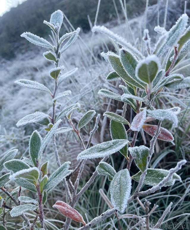 Đạt ngưỡng đỉnh điểm của nhiệt độ thấp nhất, băng giá phủ trắng cây vùng núi cao Y Tý - Ảnh 7.