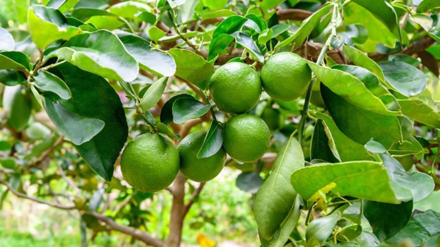 Mẹo phong thủy hóa giải uế khí, khai mở vượng tài, thu hút tài lộc bằng quả chanh - Ảnh 1. Mẹo phong thủy hóa giải uế khí, khai mở vượng tài, thu hút tài lộc bằng quả chanh - Ảnh 1.