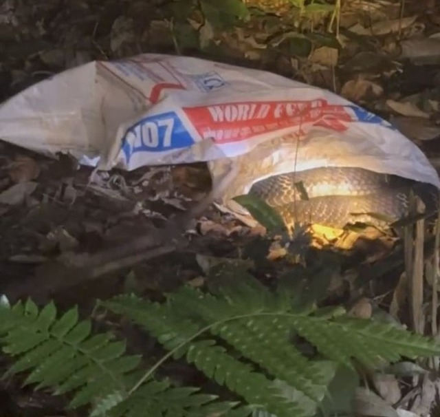 Tin sáng 28/11: Thời điểm khu vực Nam Bộ đón không khí lạnh; Bão số 15 đảo hướng bất thường - Ảnh 4.