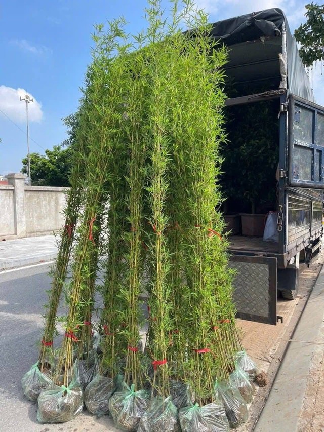 Loại cây phong thủy có dáng thanh mảnh giúp trấn trạch, thu hút tài lộc được nhà giàu vẫn thích trồng trước nhà - Ảnh 2.