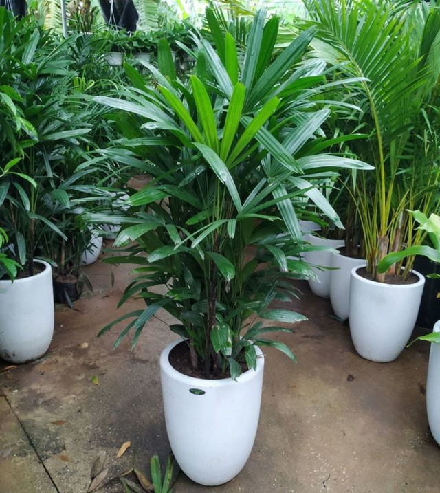 Loại cây phong thủy có dáng thanh mảnh giúp trấn trạch, thu hút tài lộc được nhà giàu vẫn thích trồng trước nhà - Ảnh 3.