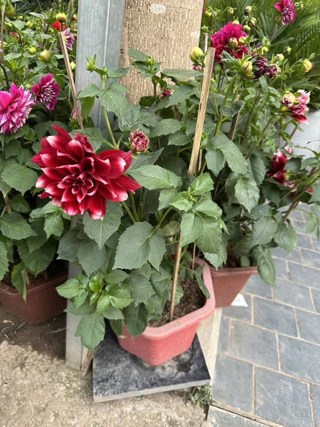 Thược dược thích hợp nhất trồng vào thu đông, làm ngay điều này để Tết đến có hoa nở rực rỡ - Ảnh 2.