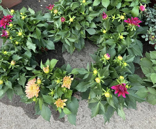 Thược dược thích hợp nhất trồng vào thu đông, làm ngay điều này để Tết đến có hoa nở rực rỡ - Ảnh 3.