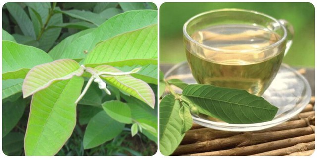 Bất ngờ nước lá ổi đun lên uống giúp giảm cân, kiểm soát đường huyết an toàn và hiệu quả - Ảnh 4. Bất ngờ nước lá ổi đun lên uống giúp giảm cân, kiểm soát đường huyết an toàn và hiệu quả - Ảnh 4.