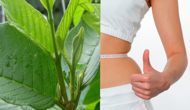 Bất ngờ nước lá ổi đun lên uống giúp giảm cân, kiểm soát đường huyết an toàn và hiệu quả - Ảnh 2. Bất ngờ nước lá ổi đun lên uống giúp giảm cân, kiểm soát đường huyết an toàn và hiệu quả - Ảnh 2.