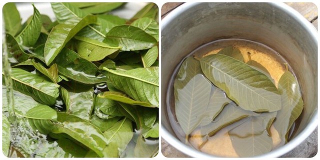 Bất ngờ nước lá ổi đun lên uống giúp giảm cân, kiểm soát đường huyết an toàn và hiệu quả - Ảnh 5. Bất ngờ nước lá ổi đun lên uống giúp giảm cân, kiểm soát đường huyết an toàn và hiệu quả - Ảnh 5.