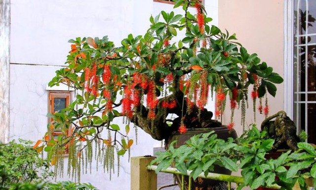 Trồng cây lộc vừng trước nhà mang lại tài lộc và bình an cho gia chủ - Ảnh 3. Trồng cây lộc vừng trước nhà mang lại tài lộc và bình an cho gia chủ - Ảnh 3.