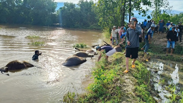 Đắk Lắk: 23 con trâu chết ngạt bên bờ suối do nước lên nhanh vì ảnh hưởng bão số 13 - Ảnh 1. Đắk Lắk: 23 con trâu chết ngạt bên bờ suối do nước lên nhanh vì ảnh hưởng bão số 13 - Ảnh 1.