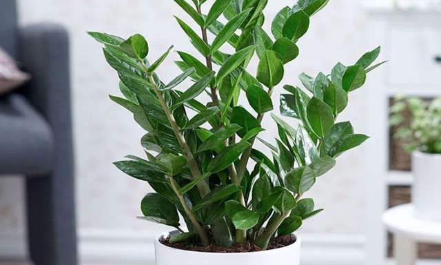 Người nào mất ngủ, hãy để ngay loại cây này trong phòng ngủ  - Ảnh 3.