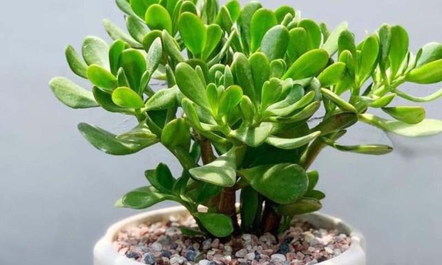 Người nào mất ngủ, hãy để ngay loại cây này trong phòng ngủ  - Ảnh 2.