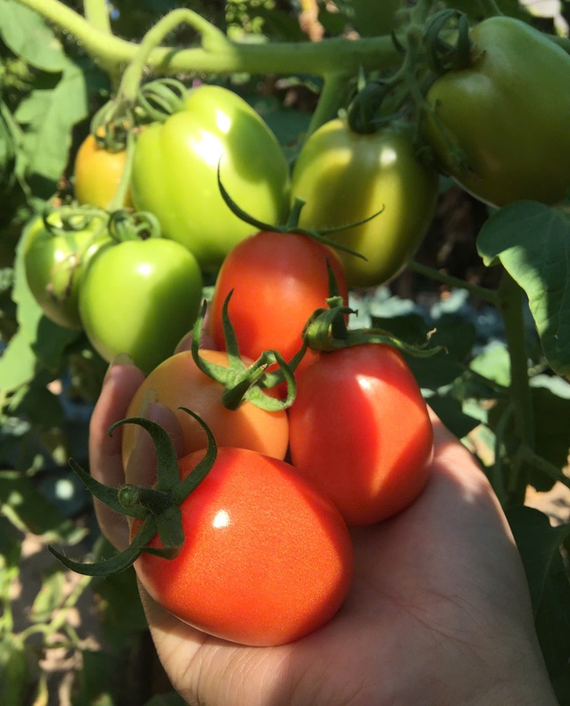 Loại quả trước chỉ vài nghìn đồng/kg, nay giá đắt đỏ ngang thịt khiến người mua hàng “choáng váng” - Ảnh 5. Loại quả trước chỉ vài nghìn đồng/kg, nay giá đắt đỏ ngang thịt khiến người mua hàng “choáng váng” - Ảnh 5.