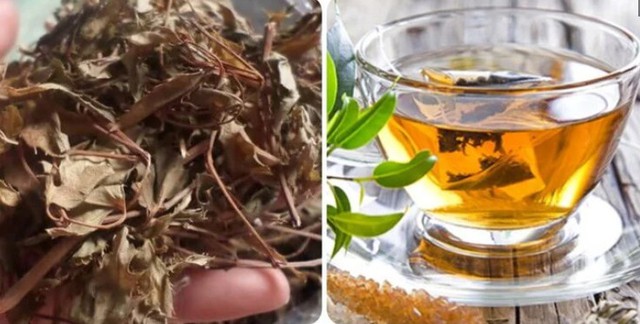 Ít ai ngờ loại lá rẻ tiền này lại được ví như 'nhân sâm xanh', giúp phòng bệnh hiệu quả - Ảnh 3. Ít ai ngờ loại lá rẻ tiền này lại được ví như 'nhân sâm xanh', giúp phòng bệnh hiệu quả - Ảnh 3.