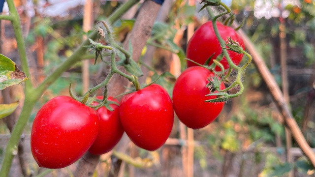 Loại quả trước chỉ vài nghìn đồng/kg, nay giá đắt đỏ ngang thịt khiến người mua hàng “choáng váng” - Ảnh 2. Loại quả trước chỉ vài nghìn đồng/kg, nay giá đắt đỏ ngang thịt khiến người mua hàng “choáng váng” - Ảnh 2.