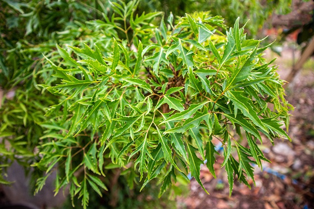 Ít ai ngờ loại lá rẻ tiền này lại được ví như 'nhân sâm xanh', giúp phòng bệnh hiệu quả - Ảnh 1. Ít ai ngờ loại lá rẻ tiền này lại được ví như 'nhân sâm xanh', giúp phòng bệnh hiệu quả - Ảnh 1.