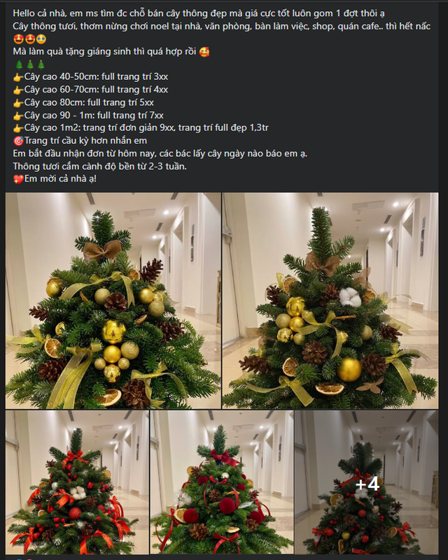 Cây thông, tùng mini giá rẻ được các chị em “săn đón” trang trí dịp Giáng sinh 2025 - Ảnh 2. Cây thông, tùng mini giá rẻ được các chị em “săn đón” trang trí dịp Giáng sinh 2025 - Ảnh 2.