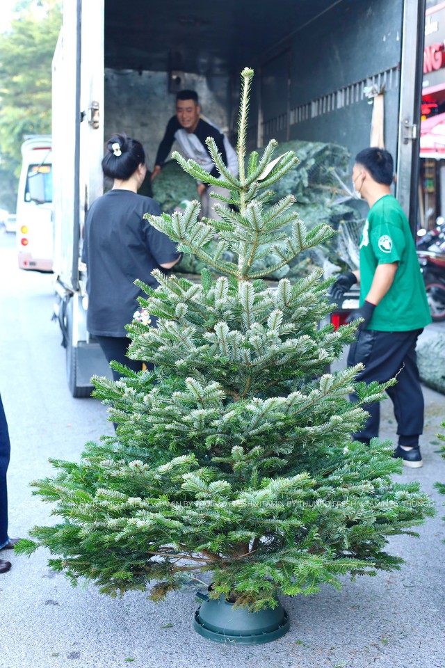 Cây thông, tùng mini giá rẻ được các chị em “săn đón” trang trí dịp Giáng sinh 2025 - Ảnh 3. Cây thông, tùng mini giá rẻ được các chị em “săn đón” trang trí dịp Giáng sinh 2025 - Ảnh 3.