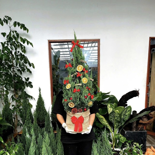 Cây thông, tùng mini giá rẻ được các chị em “săn đón” trang trí dịp Giáng sinh 2025 - Ảnh 6. Cây thông, tùng mini giá rẻ được các chị em “săn đón” trang trí dịp Giáng sinh 2025 - Ảnh 6.