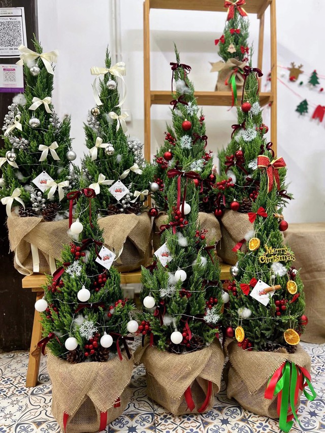 Cây thông, tùng mini giá rẻ được các chị em “săn đón” trang trí dịp Giáng sinh 2025 - Ảnh 4. Cây thông, tùng mini giá rẻ được các chị em “săn đón” trang trí dịp Giáng sinh 2025 - Ảnh 4.