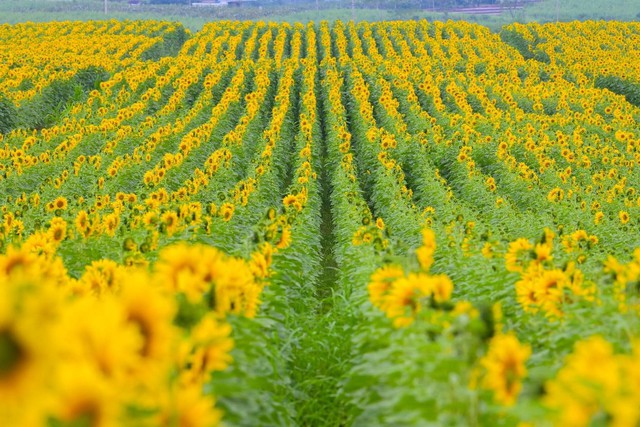 Đồi hoa hướng dương của TH true MILK nở rộ: Mở cửa tham quan tự do từ 16/12, thêm hàng chục điểm check-in tuyệt đẹp - Ảnh 1. Đồi hoa hướng dương của TH true MILK nở rộ: Mở cửa tham quan tự do từ 16/12, thêm hàng chục điểm check-in tuyệt đẹp - Ảnh 1.