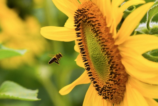 Đồi hoa hướng dương của TH true MILK nở rộ: Mở cửa tham quan tự do từ 16/12, thêm hàng chục điểm check-in tuyệt đẹp - Ảnh 2. Đồi hoa hướng dương của TH true MILK nở rộ: Mở cửa tham quan tự do từ 16/12, thêm hàng chục điểm check-in tuyệt đẹp - Ảnh 2.