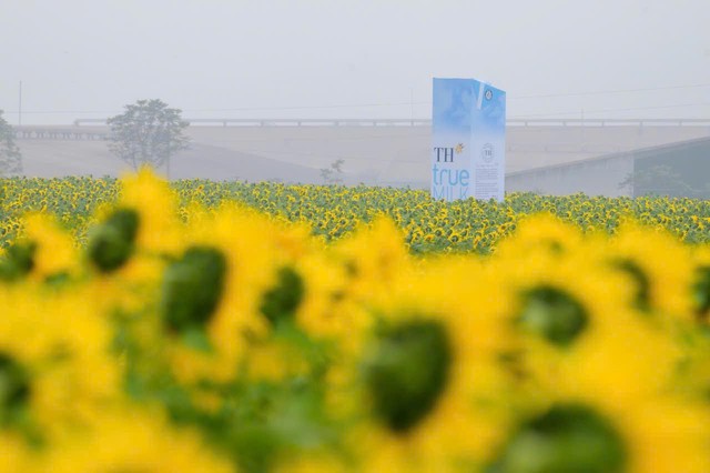 Đồi hoa hướng dương của TH true MILK nở rộ: Mở cửa tham quan tự do từ 16/12, thêm hàng chục điểm check-in tuyệt đẹp - Ảnh 3. Đồi hoa hướng dương của TH true MILK nở rộ: Mở cửa tham quan tự do từ 16/12, thêm hàng chục điểm check-in tuyệt đẹp - Ảnh 3.