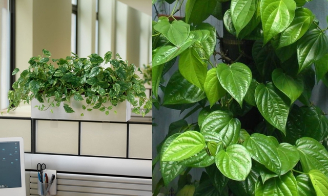 Vị tr&iacute; phong thủy trồng c&acirc;y trầu kh&ocirc;ng trong nh&agrave; đem lại may mắn v&agrave; b&igrave;nh an - Ảnh 1.